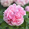 Rose Jacques Cartier