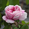 Rose Jacques Cartier
