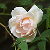 Rose Madame Alfred Carrire
