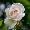 Rose Madame Alfred Carrire