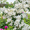 Rose Rambling Rector