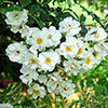 Rose Rambling Rector
