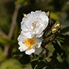 Rose Rambling Rector