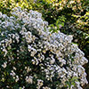 Rose Rambling Rector