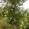 Rose Rambling Rector