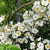 Rose Rambling Rector