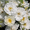 Rose Rambling Rector