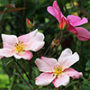 Rose Mutabilis