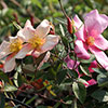 Rose Mutabilis