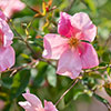 Rose Mutabilis