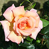 Harkness Climbing Rose Compassion Harkness Climbing Rose Compassion 