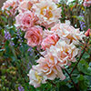 Harkness Climbing Rose Compassion Harkness Climbing Rose Compassion 
