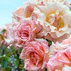 Harkness Climbing Rose Compassion Harkness Climbing Rose Compassion 