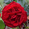 Climbing Rose Bare Root Collection
