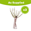 Climbing Rose Bare Root Collection