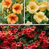 Campsis Trumpet Vine Collection