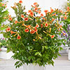 Campsis Trumpet Vine Collection