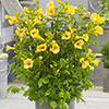 Campsis Trumpet Vine Collection