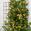 Campsis Trumpet Vine Collection
