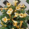 Campsis Trumpet Vine Collection