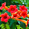 Campsis Trumpet Vine Collection
