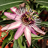 Passiflora Victoria