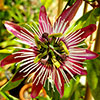 Passiflora Victoria
