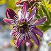 Passiflora Victoria