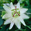 Passiflora Constance Elliot