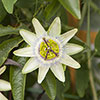 Passiflora Constance Elliot