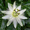 Passiflora Constance Elliot
