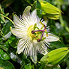 Passiflora Constance Elliot