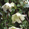 Clematis cirrhosa Wisley Cream