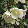 Clematis cirrhosa Wisley Cream