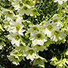 Clematis Early Sensation 7/9cm