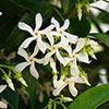 Star Jasmine Trachelospermum jasminoides