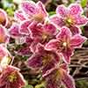 Clematis Evergreen Freckles 7/9cm