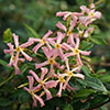 Trachelospermum Star Jasmine Pink