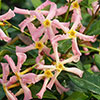 Trachelospermum Star Jasmine Pink