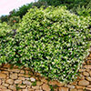 Star Jasmine Trachelospermum jasminoides