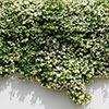 Star Jasmine Trachelospermum jasminoides