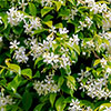 Star Jasmine Trachelospermum jasminoides