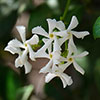Star Jasmine Trachelospermum jasminoides