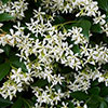 Star Jasmine Trachelospermum jasminoides
