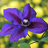 Clematis Mrs Thompson