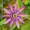 Passiflora Lavender Lady