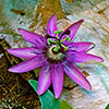Passiflora Lavender Lady