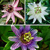 Passion Flower Collection