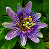 Passion Flower Collection
