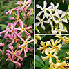 Trachelospermum Collection